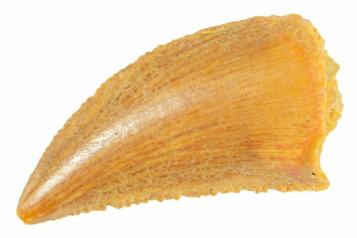 Serrated Raptor Tooth - Real Dinosaur Tooth #364728